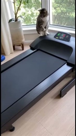 😂 Shiba Inu Runs Too Fast on Treadmill and FLIES Away!