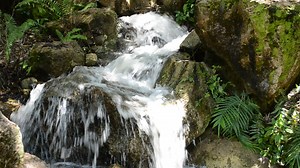 Mountain stream with ferns - Free Stock Video