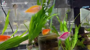 "Nature's own masterpiece: The Red Velvet Swordtail (Xiphophorus hellerii), a captivating fish with its velvety red body that shimmers like precious fabric. Its elongated tail, resembling a sword, adds an air of sophistication to its appearance. These peaceful and active swimmers bring both color and movement to your tank, creating a dynamic aquatic tableau that's nothing short of enchanting. 🐠🔴✨ #RedVelvetSwordtail #AquariumElegance" | Pet Zone Tropical Fish, San Diego, California