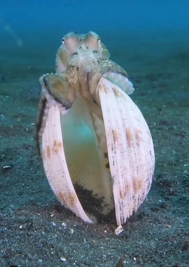 1.8K views · 11 shares | "Coconut octopus finding a new home - They use shells, bottles, and coconuts as a defence mechanism against any predators looking for an eight armed meal." | Excellent. | Facebook