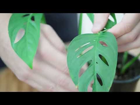 How to Grow and Care for Swiss Cheese Plant