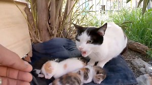34K views · 3K reactions | Angry mother cats think their kittens are following us they beat them | Street Cat | Facebook