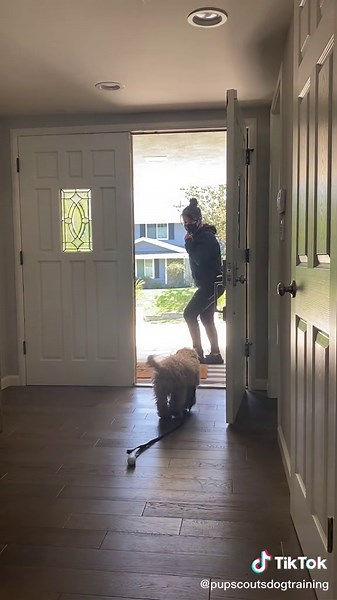 Teaching Chester all about the new barrier in the door 😉 Threshold training is 🔑 to keeping your dog safe. #dogs #dogtraining #howto #dogtrainer #fy