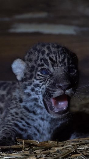 Fundación Rewilding Argentina on Instagram: "La aparición de Qaramta en el Parque Nacional El Impenetrable en 2019, marcó el inicio del retorno del yaguareté en el gran Chaco argentino. Tras décadas sin registros en la zona ocupada por el parque nacional, el predador tope estaba de regreso. El primer paso que dimos fue colocarle un collar con tecnología satelital para seguir sus movimientos y garantizar su protección. Qaramta, que en lengua qom significa “el que no puede ser destruido”, trajo l