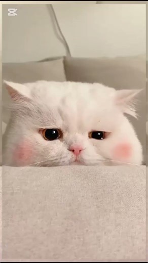 What does your cat do when she sees your tears?