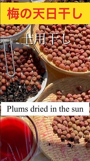 初めてでも上手に出来る梅の干し方（その③)最終編／How to dry plums - easy even for beginners! ＃梅干し＃土用干し＃梅干しの作り方＃ショート動画＃ショート