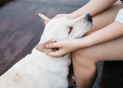 Vestibular Disease in Dogs and When to Consider Euthanasia