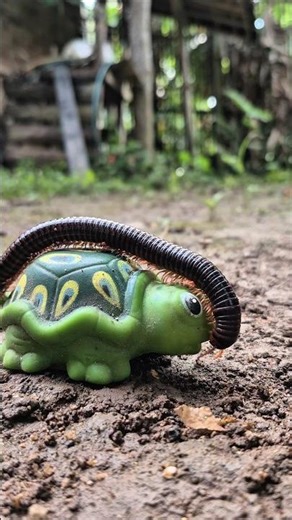 the big-headed millipede that now walks alone