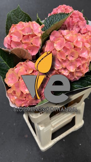 895K views · 1.9K reactions | We are going to wax some Hydrangeas  #wax #power #color #flowers #flower #flowerstagram #flowerlover #flowerpower #paint #love #vebloemengroothandel #1 | VE Bloemengroothandel B.V. | Facebook