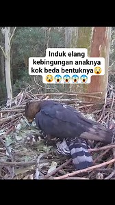 5.6K reactions · 13 shares | #vidios #reels #fyp #virals #animals | Dawam Dawam | Facebook