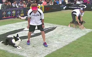 【动物比赛】精彩的狗狗赛跑