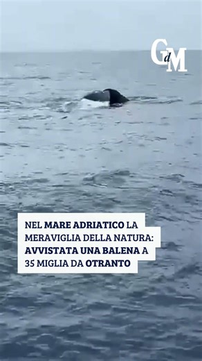 Nell'#Adriatico la meraviglia della natura: avvistata una #balena a 35 miglia da #Otranto