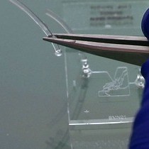 Video: Generation of Shear Adhesion Map Using SynVivo Synthetic Microvascular Networks