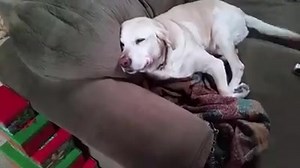 3.3M views · 37K reactions | Denver the Guilty Dog has struck again..... | Denver the Guilty Dog and Her Friends | Facebook