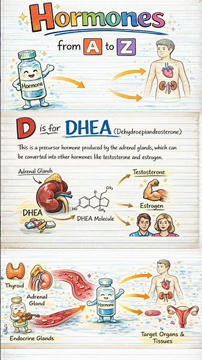 D is for DHEA - Dehydroepiandrosterone | Hormones from A to Z