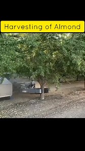 25M views · 357K reactions | Harvesting of Almond..! | Online Agriculture | Facebook