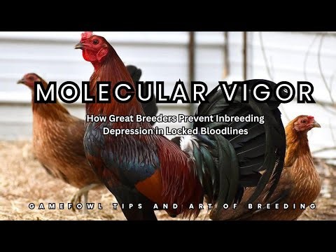Molecular Vigor: How Great Breeders Prevent Inbreeding Depression in Locked Bloodlines