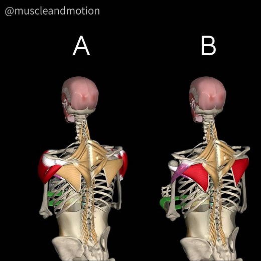 Muscle and Motion on Instagram: "Shoulder External Rotation (Mini Band) - Common mistake This exercise is designed to target the rotator cuff muscles, particularly those that enable external rotation. The three main muscles responsible for this movement are the infraspinatus, posterior deltoid, and teres minor. Have you noticed the common mistake (Option A) that many people make when doing this exercise? Abducting the shoulder will shift the load to the deltoid muscle and will not serve the purp