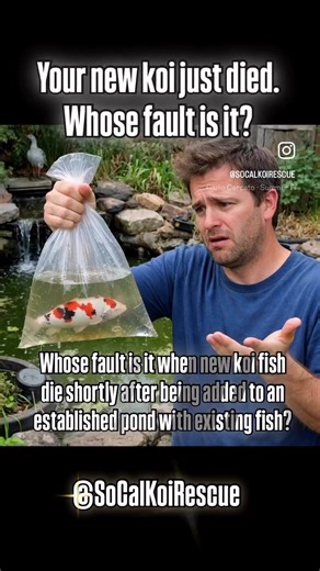 The transport process can be very stressful for koi fish. This is especially true for large koi. For this reason, we highly recommend quarantine for all new koi additions before releasing them into an established pond alongside existing fish. Ask your favorite koi dealer whom you already know and trust, and chances are they’ll provide the same advice. The koi quarantine process followed by koi professionals when new koi shipments arrive direct from breeders in Japan typically lasts several weeks