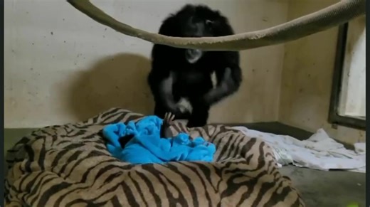 226K views · 6.9K reactions | Eine Mutter, die nach 2 Tagen wieder mit ihrem Baby zusammen ist. Das Baby wurde von ihrer Mutter getrennt, weil sie Probleme bei der Geburt hatte. ❤️ | Deutsch lernen mit vielen Übungen | Facebook