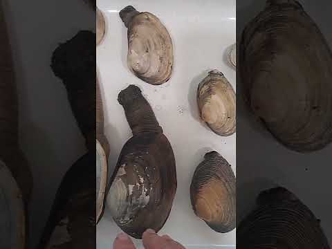 How to identify California clam species
