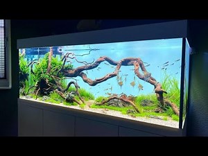 Beautiful Angelfish Tank Setup | Best Tankmates for Freshwater Angelfish