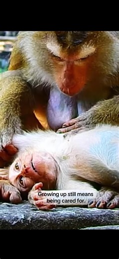 As macaques move from infancy into the juvenile stage, grooming remains an important part of daily life. It helps maintain hygiene, but just as importantly, it reinforces social bonds and reduces stress within the group. Even as juveniles become more independent, these moments of contact remind them where they belong. Being groomed teaches patience, trust, and social awareness. Juveniles learn how to sit still, how to read subtle cues, and how relationships are maintained over time. It’s a quiet