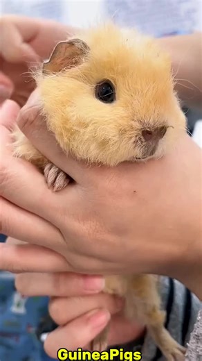 Squeaky Guinea Pigs: Fun and Care Tips