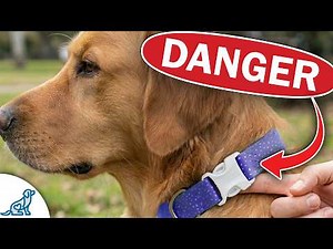 What Pet Stores Won't Tell You About Dog Collars...