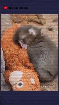 Monkey is telling us || Thulasi Chandu