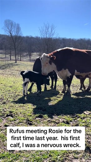 195K views · 4.7K reactions | #rufusthebull #funny #cow #goodboy #dad | Lazybcattleco | Facebook