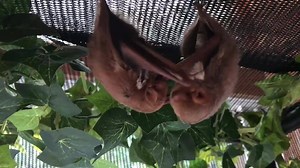 Our fluffy eastern red bats are ready for release 😍 #pabatrescue #pennsylvaniabatrescue #easternredbat #laiurusborealis | Pennsylvania Bat Conservation and Rehabilitation