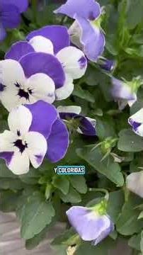 5 flores de tu huerto que tambien lo puedes utillizar en tu cocina