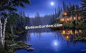 Sciadopitys, Japansk Paraply Fyr: Plantning, Dyrkning, Vedligeholdelse 🌿 Alt Om Havearbejde Og Havedesign - 2025