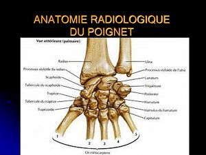 ANATOMIE RADIOLOGIQUE DU POIGNET - SlideServe