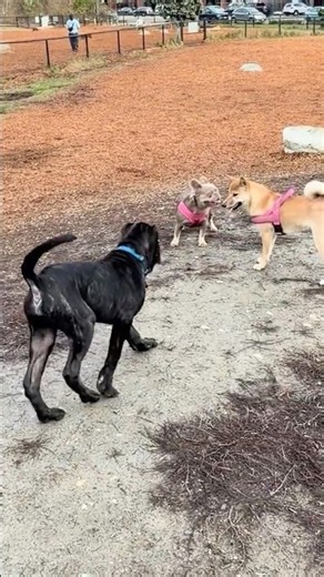 Cane Corso Puppy Playing With Other Dogs 🐶👑 | Friendly Cane Corso at Dog Park