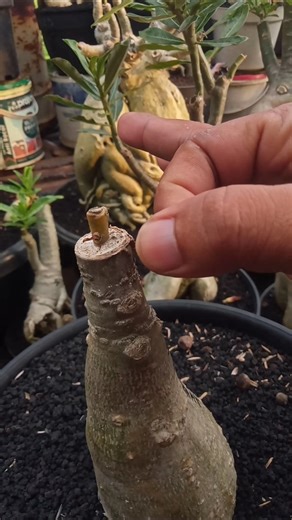 Re-grafting of Rotten Adenium👌