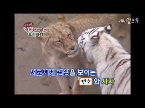 White Tiger vs African Lion (NEW FOOTAGE)