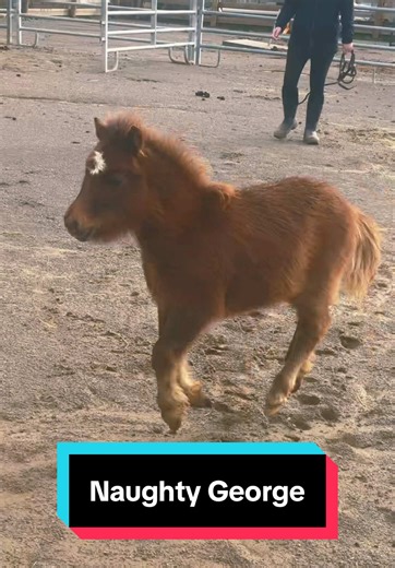 Naughty George: Mini Foal's Weaning Adventure