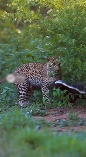 Leopard vs Ratel 🐆🦡 | Wild Survival Showdown #WildlifeDrama #PredatorVsPrey #Nature