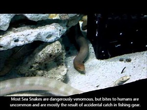 Sea Snakes feeding at Reef HQ Aquarium