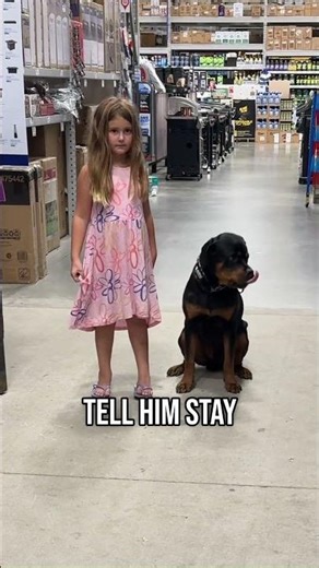 This Is How You Teach Sit & Stay!