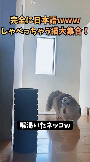 完全に日本語ｗｗｗしゃべっちゃう猫大集合！