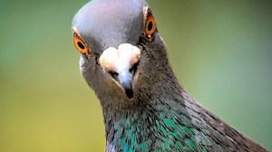 I'm a pest pro - how to banish pigeons from your garden & the 24p buy they hate