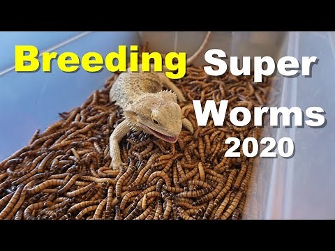 How To Breed Super Worms For Your Reptiles !! 2020 Tips !!