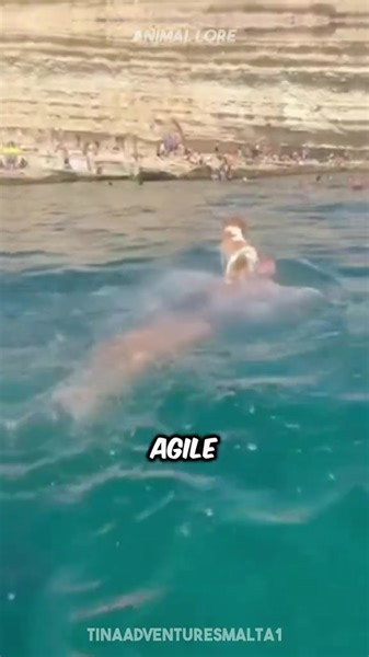 2.3K views · 64 reactions | Three of most fastest dog breeds in the animal kingdom. #jackrussellterrier #visla #greyhounds | The Canine Community Kennel | Facebook