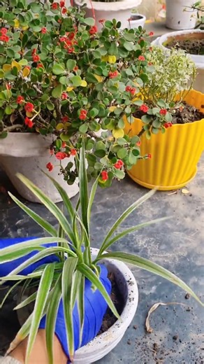 Repotting spider plant🌿 #gardening #spiderplant #shorts #shortsviral #trending #plants #song #viral