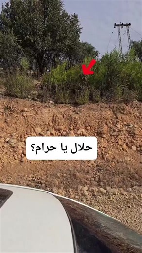 #🐰 #🐰rabit_team🥕 #hargosh #foryou #foryou #foryou #phsto #trinding #song