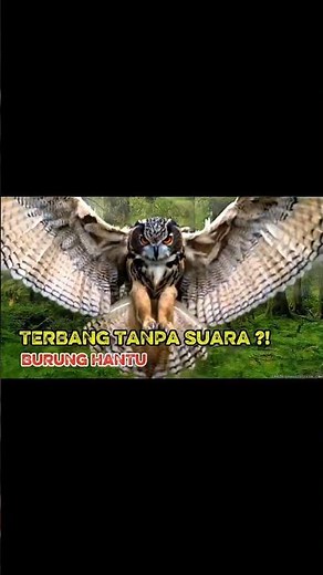 Silent Flight + Super Hearing: Owls