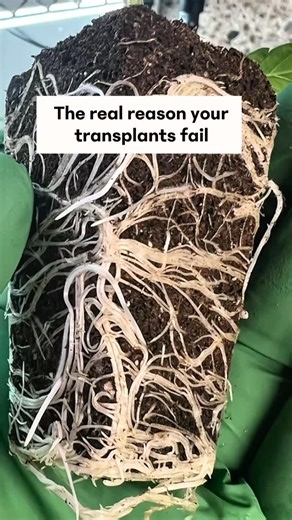 Transplants don’t fail because you watered wrong. They fail because roots were never strong enough to handle the stress. When propagation media collapses or stays oversaturated, early roots grow fragile and break under pressure. Indoor growing hydroponics cannabis cultivation healthy roots 🌱 Q Plug gives plants a real foundation. Clean structure and precise moisture balance help roots anchor deeply and stay intact during transplant. That means stronger starts, faster recovery and better yields 